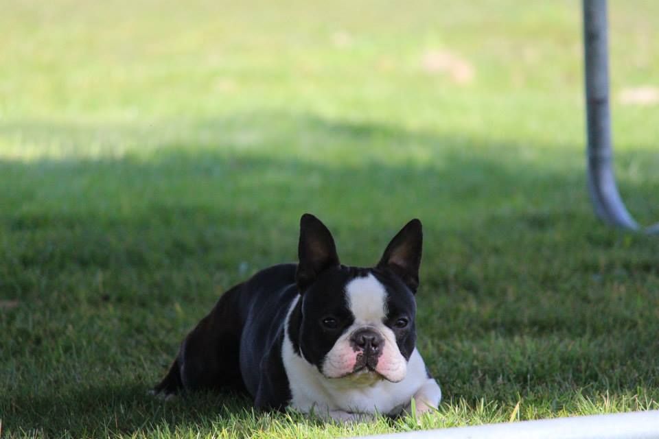 Measure - Boston Terrier - Portée née le 18/04/2018